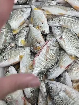 广东汕尾生鲜本港海捕黄脚立/黄立/黄翅鱼#大自然馈赠