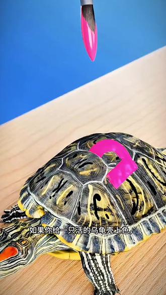 他们给他们乌龟然了颜色