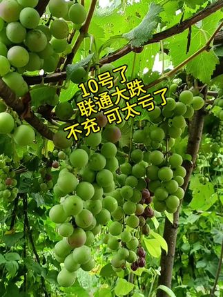 #庭院里的小幸福#农家小院#宝妈一枚#好物分享#热爱生活