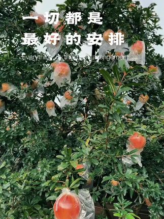 纯鲜果发酵,干净的配料表 ,可以约上姐妹闺蜜放心喝#果酒#飞花酿石榴酒