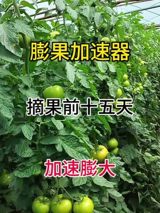 果子小想增产, 摘果前15-30天,让果子快速长大的秘密是它!番茄果树草莓等瓜果蔬菜都适用#农业种植 #膨果增甜 #膨果