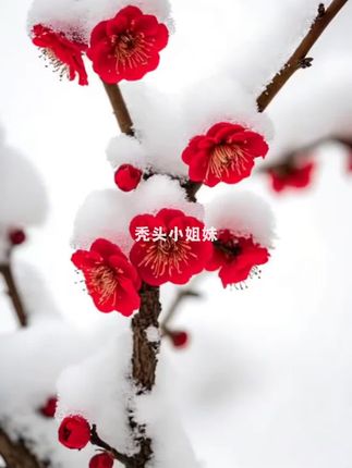梅花 耐寒耐热,冬天夏天都可以种。现在种到过年刚好开花。梅花象征着忠贞的爱情,五福门柠檬的寓意。#梅花香自苦寒来 #雪中梅花 #花卉绿植养花 #养花 #梅花盆景