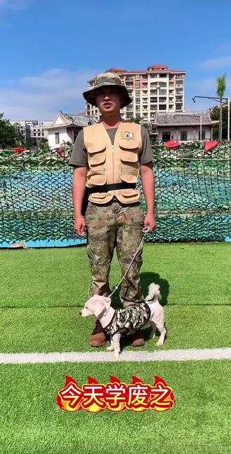 每天一个训犬小妙招,想让狗狗戏精附体陪你演戏吗?看好咯!#训犬 #训犬学校 #宠物训练 #训练 #训犬教程