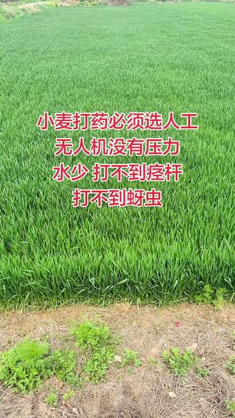 要速度,省人工,选无人机。 要效果,要产量,治病防虫必须选人工打药机。种地不容易,别花冤枉钱,效果好不好,地里一看就知道