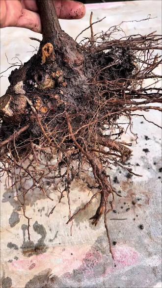 黄荆下山桩养护系列·第一集:根部修剪#下山桩 #盆景素材