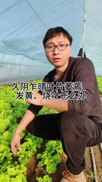 #真实生活分享计划 #种植小技巧 #三农 #我的农村生活 @DOU+上热门 久阴乍晴作物叶片会出现失水、萎蔫、发黄、烧焦现像该怎么办。