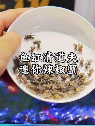 这可不是普通的螃蟹,而是鱼缸的清洁小能手,皮实好养,家里有鱼缸的赶紧养一些吧#养鱼日记 #日常分享 #鱼缸里的大自然 #鱼缸