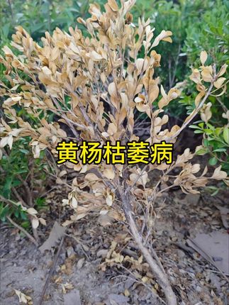 黄杨枯萎病#大叶黄杨 #大叶黄杨球 #瓜子黄杨 #黄杨枯萎病 #枯萎病