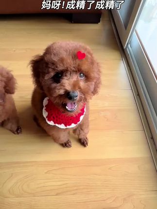 狗狗不听话可以这样解决#养狗经验分享 #新手养狗 #灵缇犬格力犬惠比特 #实战猎犬 #狗狗用品