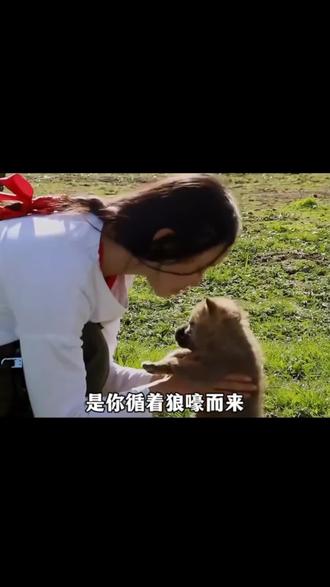 格林是2010年出生于若尔盖草原的野生西北狼,父母双亡后被画家李微漪救下并带回成都抚养,取名“格林”。在经历城市生活后,它被成功野化并放归草原,成为首例由人类抚养后重返狼群的狼,并最终成长为狼王。它因珍藏人类给予的红腰带、与“狼妈”李微漪的深厚情感而广为人知,#动物 #动物世界 #动物解说 #动物纪录片