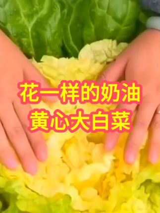 花一样的奶油黄心大白菜。#菜种#鸡蛋黄心大白菜种孑