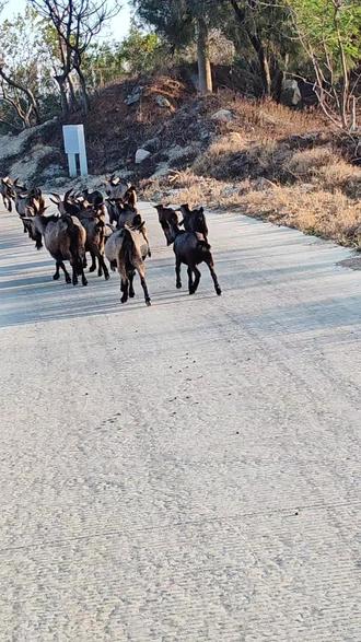 那钓鱼岛上的山羊该如何处理呢?