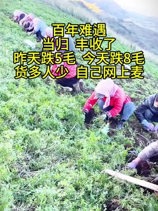 #抖音助农 #优质农产品 #当归