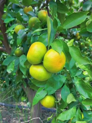 酸甜可口 汁水充足,解腻最好搭档