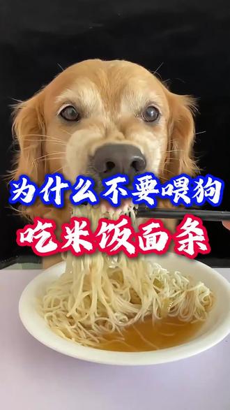 为什么不能喂狗吃米饭面条#新手养狗 #养狗的乐趣 #养狗小百科 #狗狗 #养狗经验分享