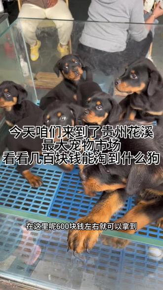 贵州花溪最大狗市逛一逛#宠物市场 #贵州狗市 #宠物vlog #纯种犬 #萌宠推荐官
