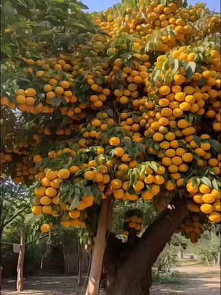 帝王杏##杏树苗 离核品种,脆甜可口,特别容易管理,南方北方都可以种植#杏树