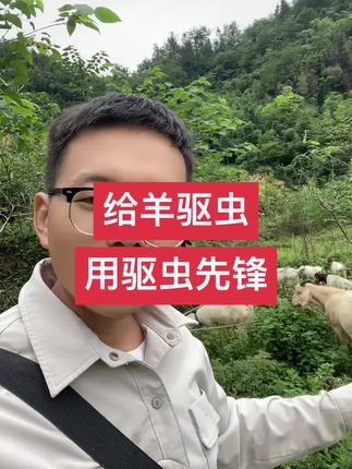 #羊驱虫 #驱虫 #牧羊 #养羊人 #农技推广