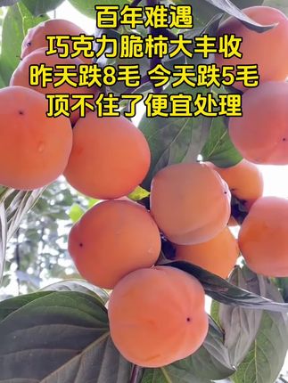 #优质水果 #巧克力脆柿 #柿子熟了