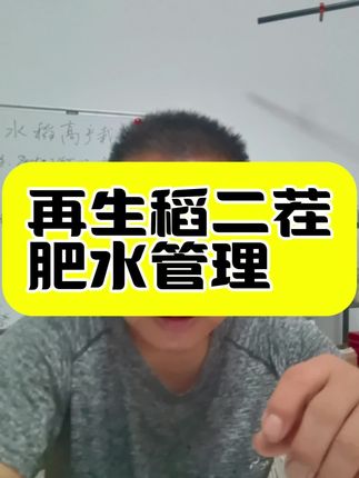 再生稻二茬肥水管理 一是早施促芽肥,二是收割隔天上水追肥,三是齐苗追施德莱丰增产组合