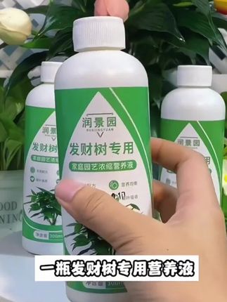 发财树出现黄叶掉叶烂根等现象,要知道它需要什么养分,发财树专用营养液就能满足它所需养分水培土培通用#花卉绿植 #水培植物 #好物推荐#发财树