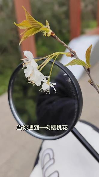 无论爱的代价是什么,我会毫不犹豫的去实现它#蜂蜜的针#赵薇#拍出电影感#真实生活分享计划