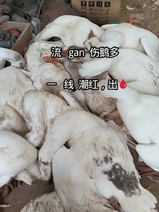 鹅流感#鹅流感#鹅副黏