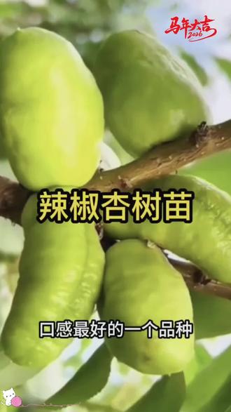 新品种耐寒杏树果苗,辣椒杏、油杏、小白杏齐全,嫁接壮苗,南北方都能种,好栽易活。
#杏树苗 #果树苗 #南方种植 #北方种植 #庭院