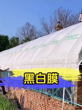 不是所有的黑白膜都是一个质量,每个厂家用的原料不一样,用的技术不一样,生产出来的产品质量也是不一样的,快来直播间看看我们这个质量#三农 #黑白膜 #大棚膜 #黑白膜养殖大棚专用膜 #青储