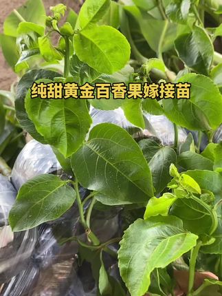 种植两三个月就可以开花结果的,纯甜钦蜜九号黄金百香果嫁接苗#钦蜜九号百香果嫁接苗 #盆栽地栽