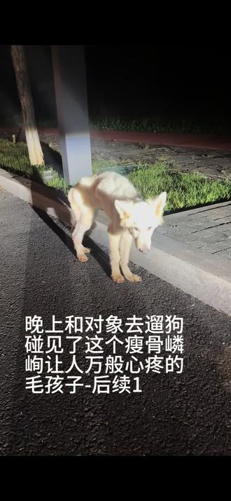 #热点话题🔥热搜榜 #救助流浪狗 #捡到一只狗 上和对象开车到3公里外无人处遛自家毛孩子时,发现了一瘦骨嶙峋被抛弃的狗狗-后续1
小白的现状与我们的照顾
小白曾被遗弃在人流稀少的地方,如今傍晚六点半左右已基本见不到人。
与刚被捡回时相比,小白的状态已有明显好转,今日白天未出现拉肚子的情况。因它长时间未正常进食,目前仍以流食喂养,但食量较少,身体依旧无力。
尽管虚弱,小白却十分懂事:它会踉踉跄跄地走到我们身边,用嘴巴轻触我们的手,想与我们互动;我们给它挠痒痒时,它也表现得很乖巧。从它的眼神里,能深切感受到它想表达感激,却又无力的模样。
由于弟弟家无人居住,我对象每晚在弟弟家留守看护小白,我们也会尽全力照顾它。