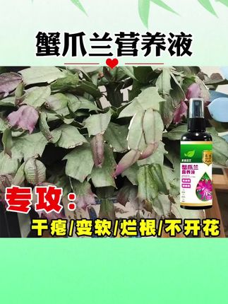 【月月开花】蟹爪兰专用营养液促开花防黄叶干瘪变红壮苗液体花肥 #蟹爪兰#营养液#养花小知识 #萄小萄爱种植#萄小萄养花