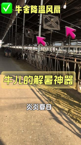 #养牛人的福音 #牛场风扇#牛用风扇#牛场降温风扇 #牛场降温设备 @抖音热点 @抖音热点宝