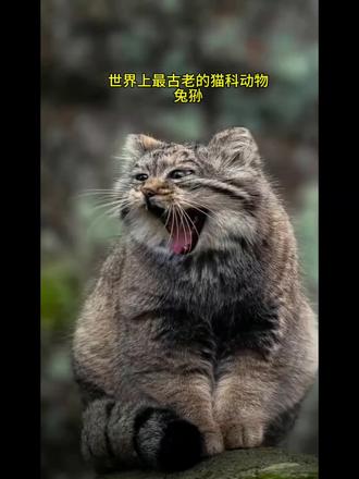 兔狲猫科动物最古老的物种#创作灵感 #神奇动物在抖音 #保护动物 #保护动物人人有责 #动物