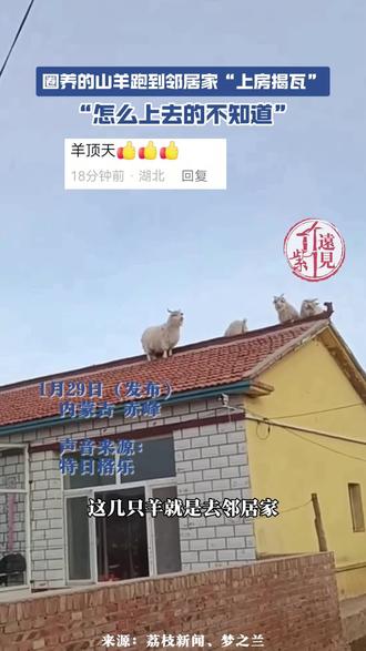 圈养的山羊跑到邻居家“上房揭瓦”。