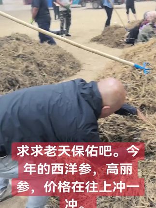 #记录真实生活 #优质农产品 #农村生活 #西洋参 #新农人计划