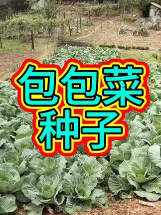 #包包菜种子#橄榄菜种子#花盆小院都能种