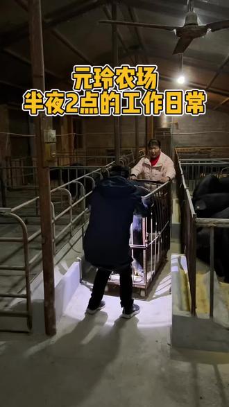 我们元玲农场每天从半夜1点就开始忙碌,为了就是给大家保证新鲜的品质,日复一日年复一年#我的乡村生活 #舒城 #土猪肉 #黑毛猪肉 #土鸡