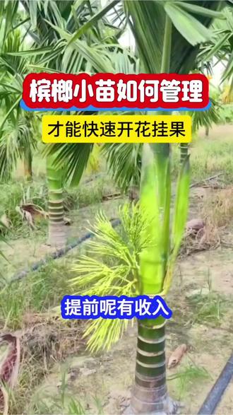 #老班长农业 #槟榔管理 #槟榔小苗 #槟榔价格 #槟榔开花 槟榔小苗如何管理才能快速开花结果?你一定要知道!