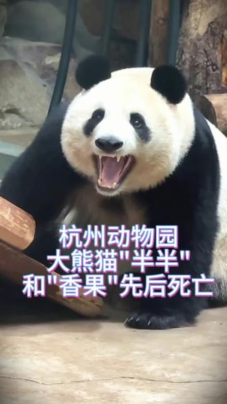 大熊猫
“半半”和“香果”相继离世!#杭州动物园
#大熊猫 #熊猫香果 #熊猫半半