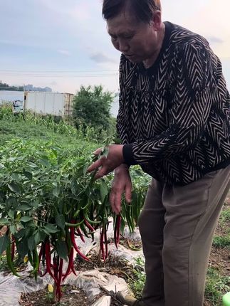 贵州二荆条#贵州辣椒 #贵州辣椒面 #贵州特产