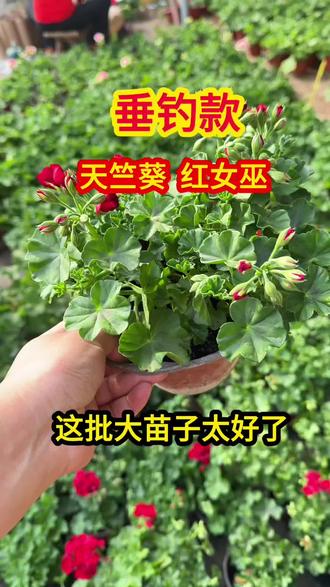 天竺葵垂吊红女巫,颜色太好看了,皮实好养全年无休,阳台党必备#花卉绿植 #花卉基地 #天竺葵 #养花人的乐趣 #阳台种植 @DOU+小助手 @DOU+上热门