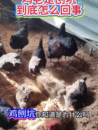 鸡老是刨坑到底怎么回事#三农 #养鸡知识 #鸡病防治 #养殖小妙招
