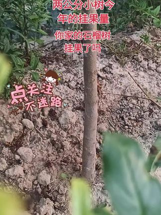 #田间地里走一走 自家苗圃,突尼斯及新品种慕乐,皇冠,红美人,花冠及一树多品,新鲜对版,直播间一树一拍!