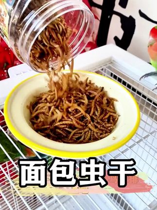 你家的鹦鹉是不是掉毛消瘦、食欲不振、抵抗力差?别再喂普通的鸟粮了!试试这款鹦鹉爱吃到不得了的面包虫干吧!#面包虫干#无限回购的宝藏单品#在抖音入手的好东西#鹦鹉用品#鹦鹉