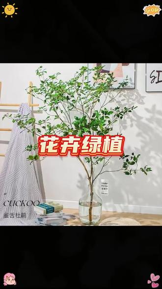 #杜鹃 #绿植推荐 #客厅植物推荐 #治愈小盆景 #雀舌杜鹃 雀舌杜鹃平替马醉木吊钟鲜切枝水养绿植室内客厅装饰水培植物