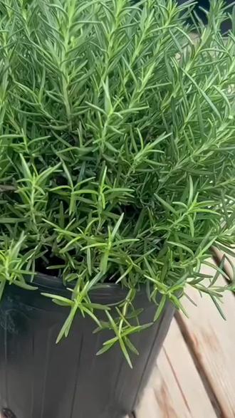 #爱生活爱养花 迷迭香,可煎牛排,可泡茶,可驱蚊来可赏花,一种高级的香料,可盆栽可地栽可扦插繁殖,非常好养#花卉绿植 #阳台小院均可种植 #一花一草一世界 #好物推荐
