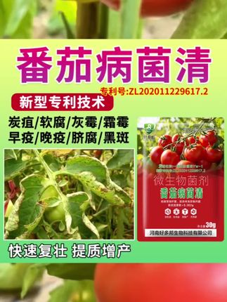 番茄病菌清