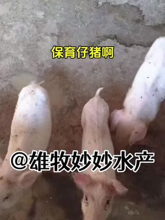 #所有养猪人 #养猪人 #蓝耳 #农村养猪人