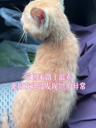 双眼失明的流浪小奶猫: 茫茫人海、你何其幸运、遇到我!去了趟平时不怎么去的超市、在门口看见瘦小的你跌跌撞撞追着人讨吃、原以为是你营养不良导致站立不稳、哪知你是生存在黑暗的世界里!带回家后才发现你眼睛的异常、很庆幸自己的果断、否则、你就是春天生、冬天没的其中悲惨一员!#流浪动物救助 #原创视频 #幼猫 #流浪猫救助 #猫咪救助 @DOU+小助手 @DOU+上热门 @抖音小助手
